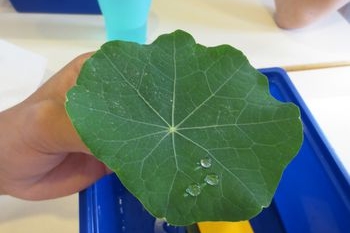 Wassertropfen perlen auf einem Ginko-Blatt ab