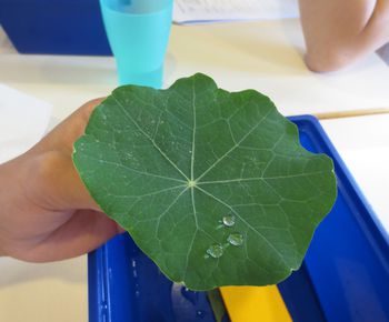 Wassertropfen perlen auf einem Ginko-Blatt ab