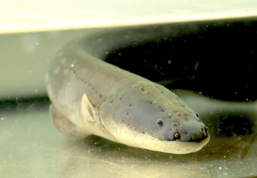 Zitteraal im Aquarium