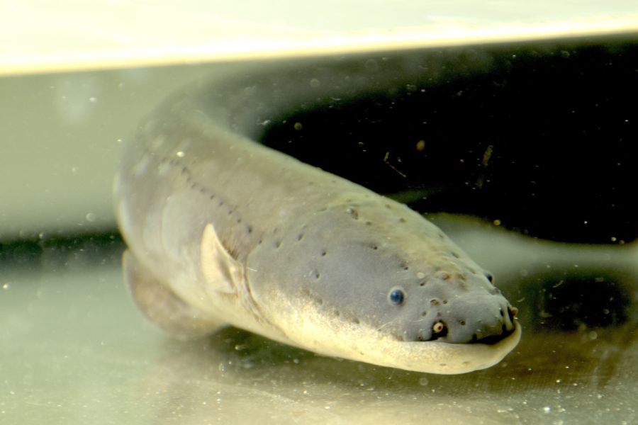 Zitteraal im Aquarium