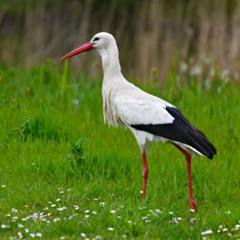 Ein Weißstorch watet über die grüne Wiese